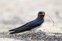 Swallows and Martins