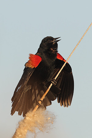 Red-winged Blackbird