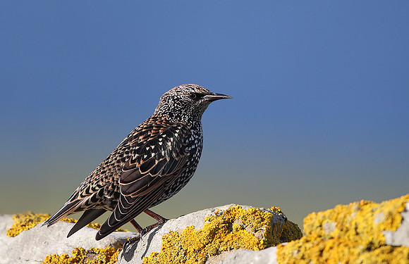Starling