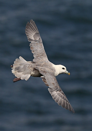Northern Fulmar