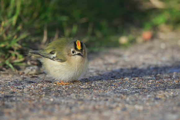 Goldcrest