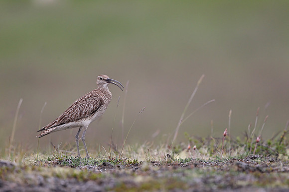 Whimbrel