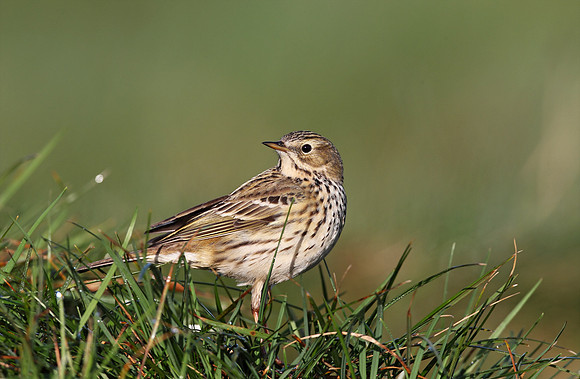 Meadow Pipit