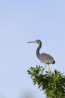 Tricolored Heron