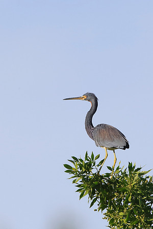 Tricolored Heron