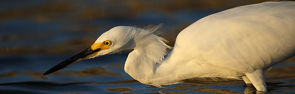 Snowy Egret