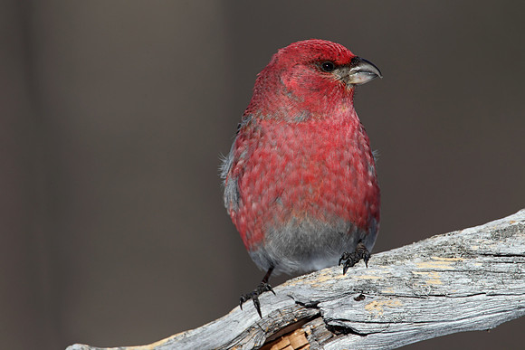 Pine Grosbeak