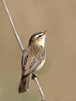 Warblers