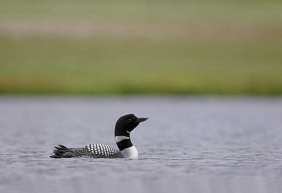 Great Northern Diver