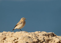 Isabelline Wheatear