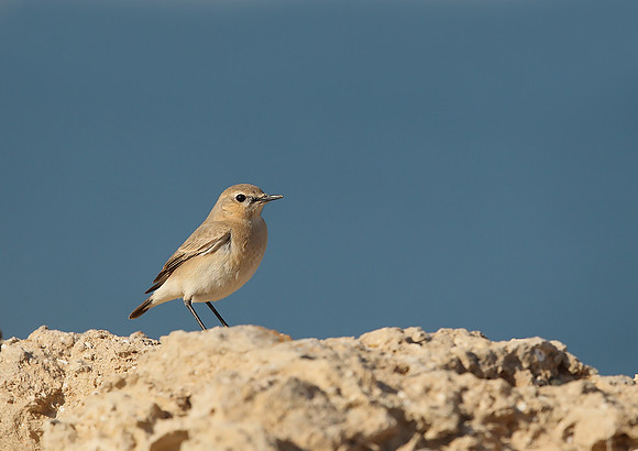 Isabelline Wheatear
