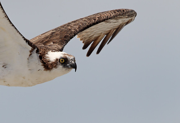 Osprey