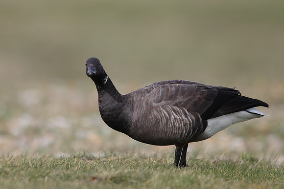 Brent Goose