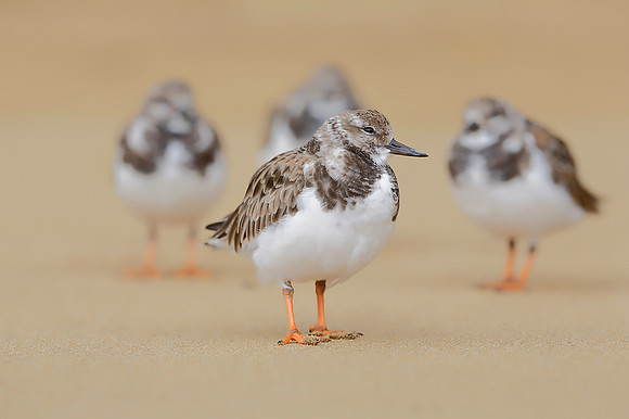 Turnstone