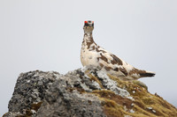 Ptarmigan