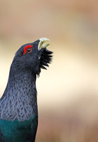 Game Birds