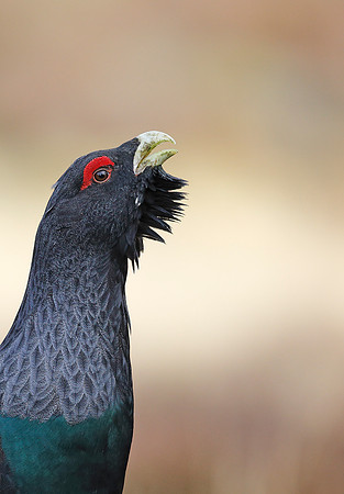 Capercaillie