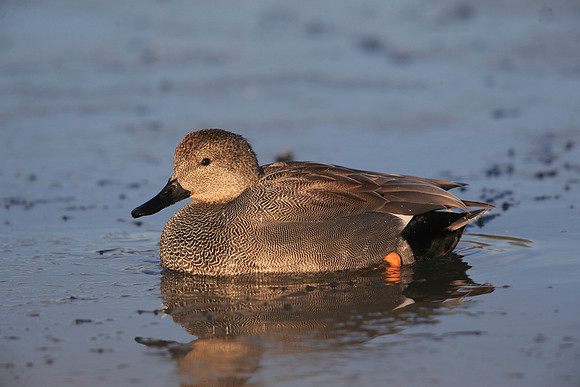 Gadwall