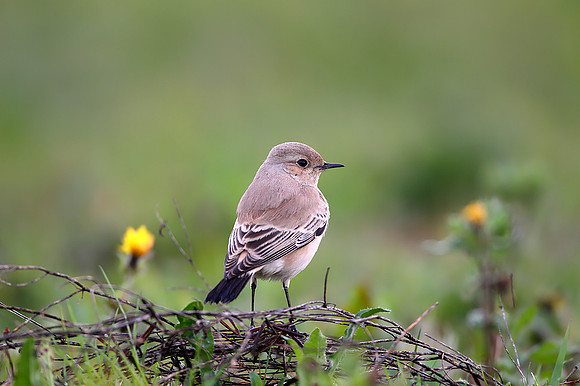 Desert Wheatear
