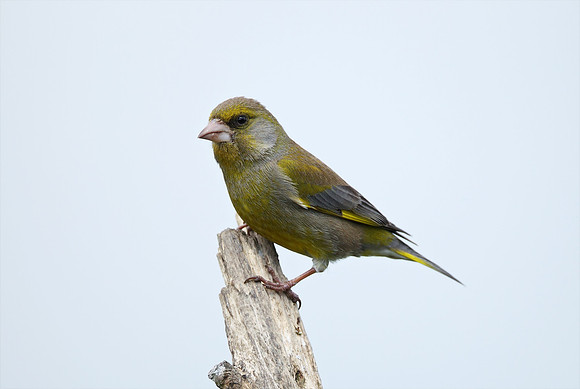 Greenfinch