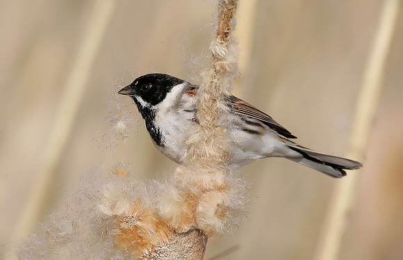 Reed Bunting