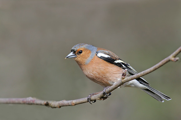 Chaffinch
