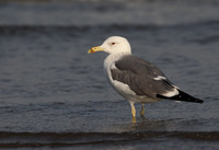 Heuglin's Gull