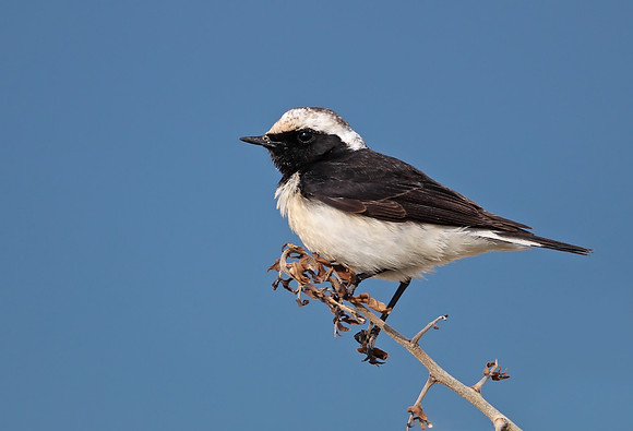 Cyprus Pied Wheatear