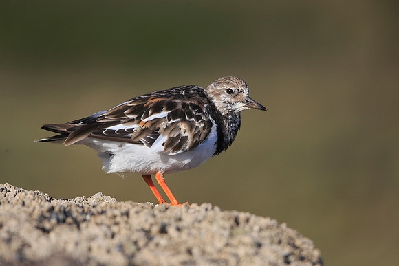 Turnstone