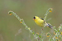 American Goldfinch