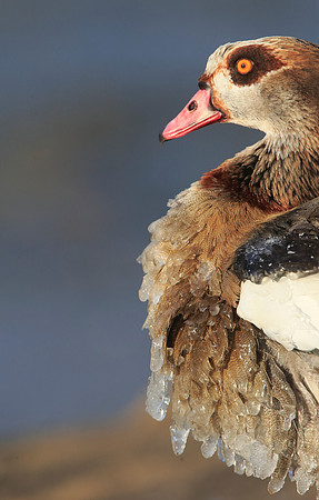 Egyptian Goose