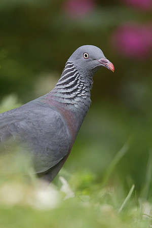 Trocaz Pigeon