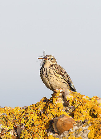 Meadow Pipit
