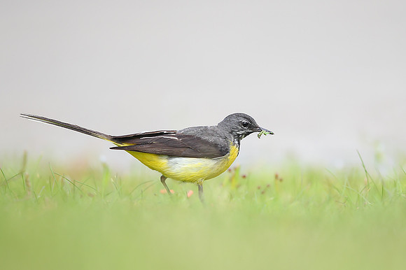 Grey Wagtail
