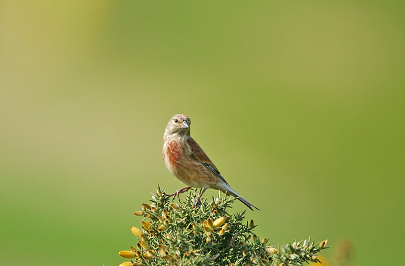 Linnet