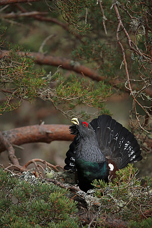 Capercaillie