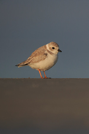 Piping Plover