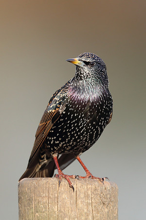 Starling