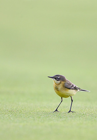 Yellow Wagtail