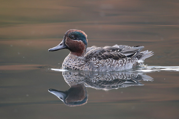 Teal