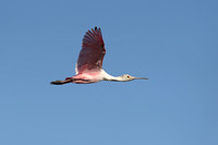 Roseate Spoonbill