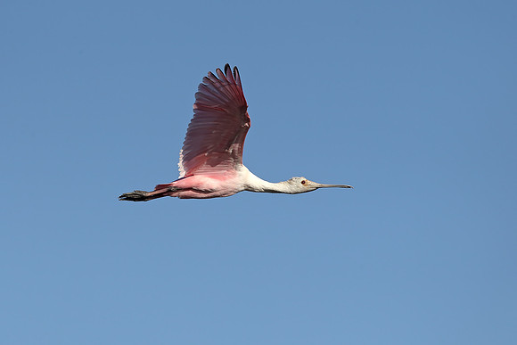 Roseate Spoonbill
