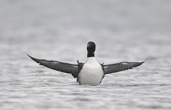 Great Northern Diver