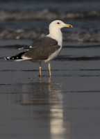 Heuglin's Gull