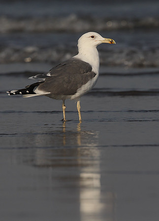 Heuglin's Gull