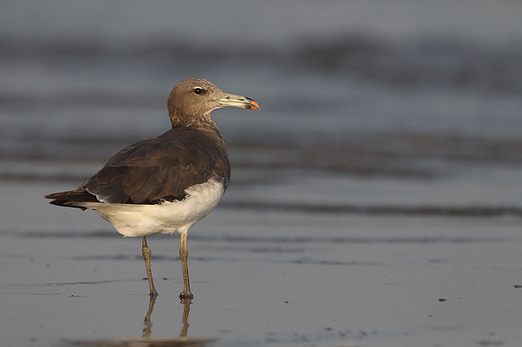 Sooty Gull
