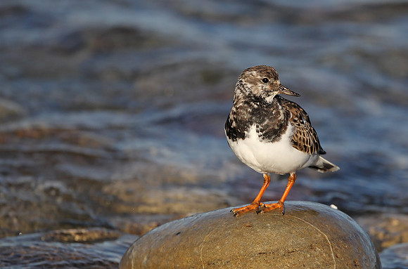 Turnstone