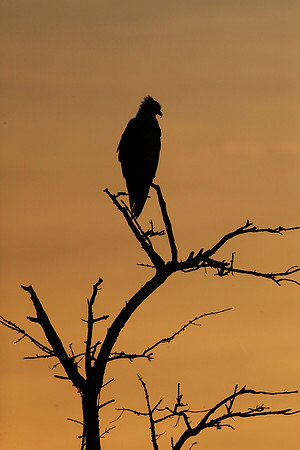 Osprey