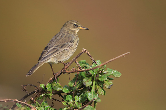 Rock Pipit