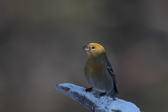 Pine Grosbeak